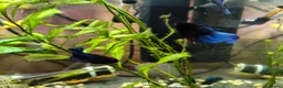 Bettas fish for sale: Bettas / Fighters mix beautiful blues & tempered  in Yelverton - Advert 6
