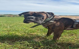 Boxer dogs for sale: Boxer champ bloodline male - Image 6
