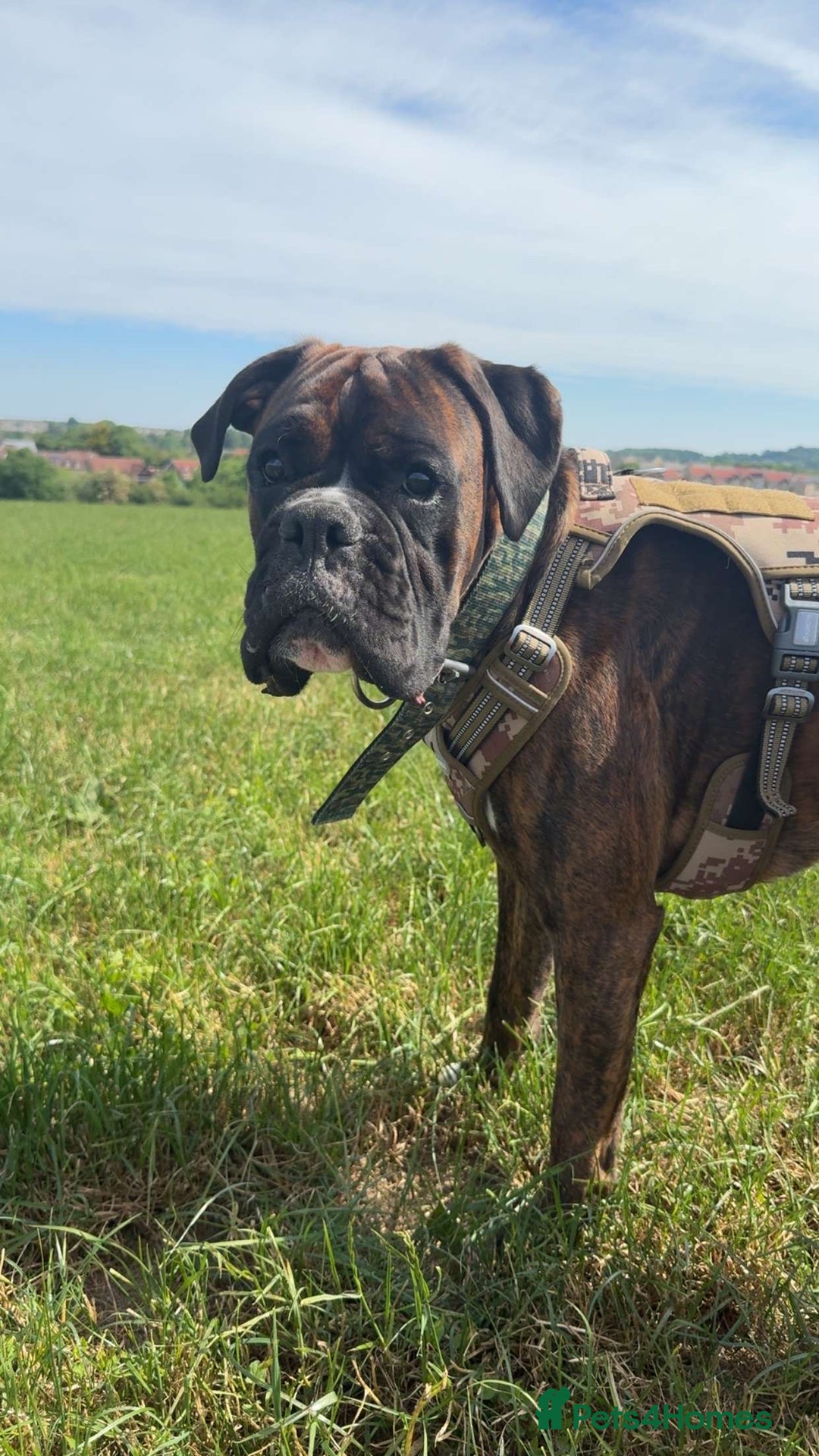 Boxer dogs for sale: Boxer champ bloodline male - Image 6