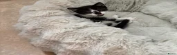 Mixed Breed cats for sale: beautiful mix breed cat  - Advert 2