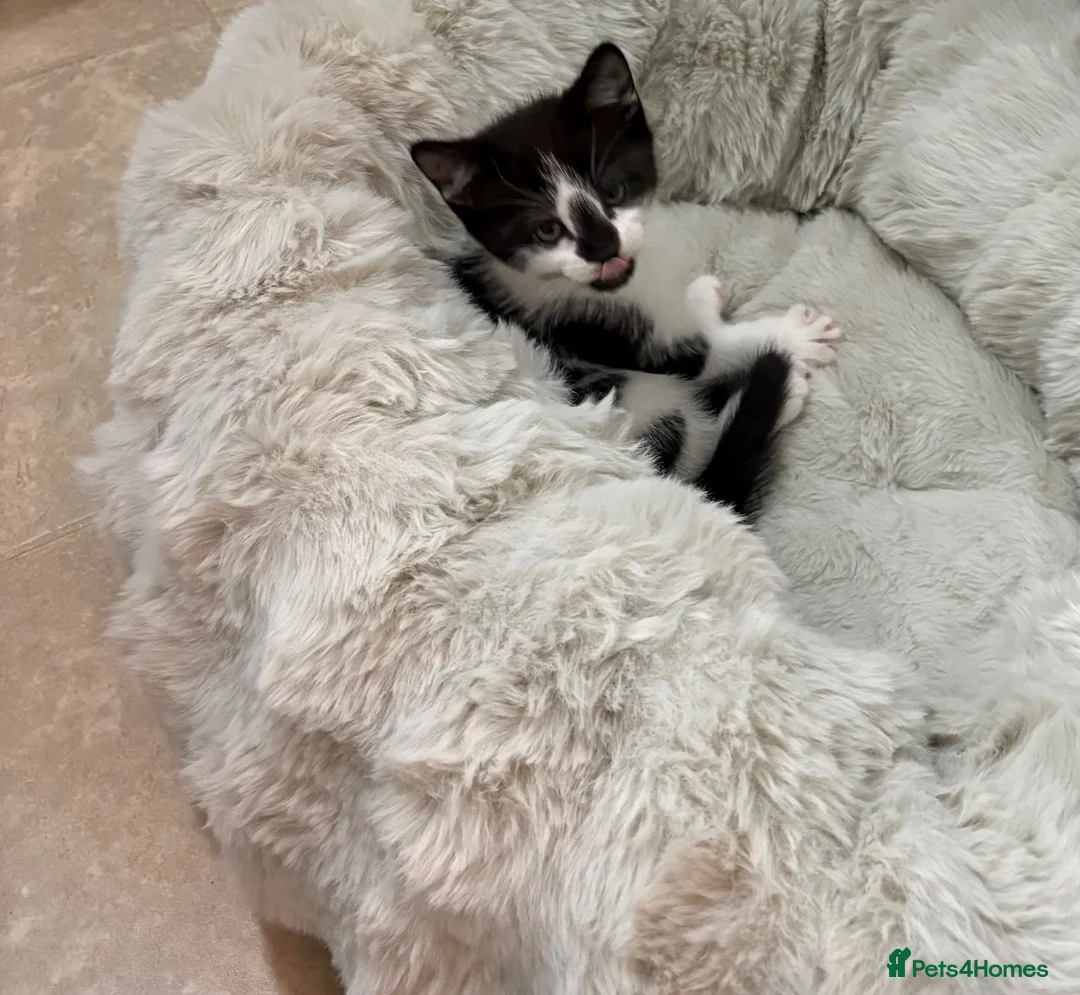 Mixed Breed cats for sale: beautiful mix breed cat  - Advert 2