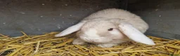 Mini Lop rabbits for sale: Super Cute Purebred Mini Lop Babies- m and f  - Advert 2