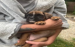 Boxer dogs for sale: Boxer baby girl 💖 - Image 3