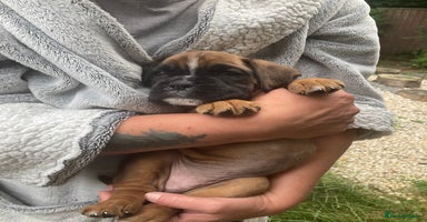 Boxer dogs - Advert 5