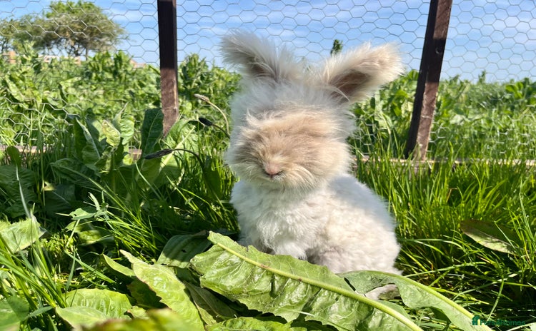 Angora rabbits - Advert 8