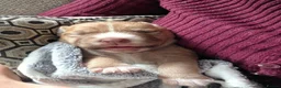 Mixed Breed dogs for sale: Beautiful Staffordshire Bull Terrier cross puppies - Advert 3