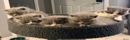 British Shorthair cats for sale: BI COLOURED BRITISH SHORTHAIR KITTENS - Advert 4