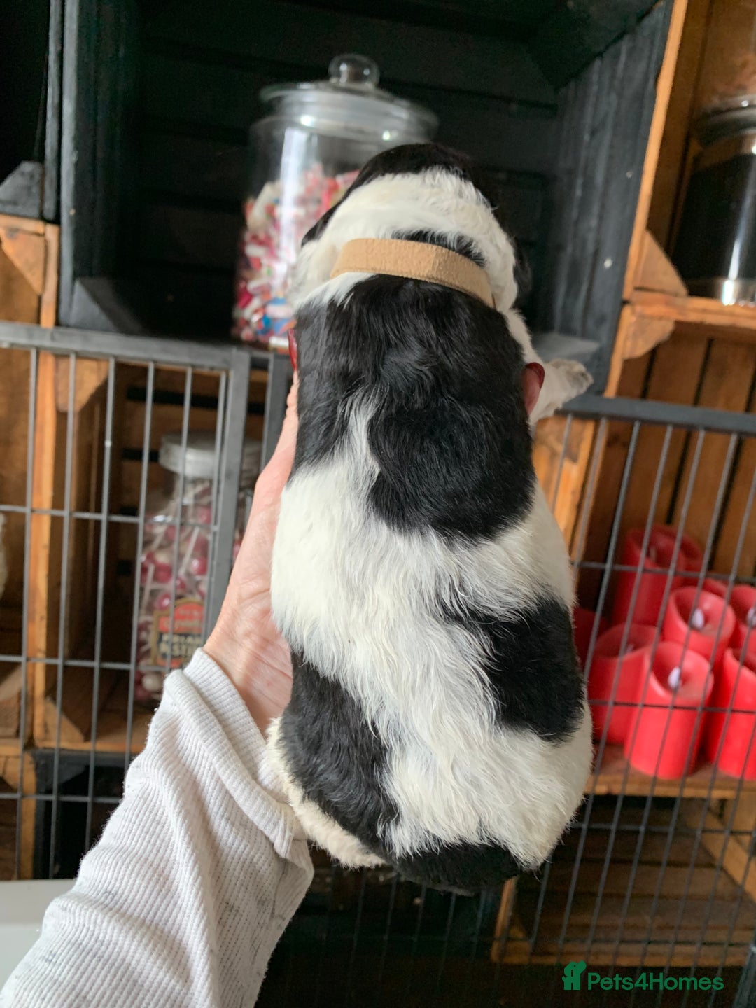Bernedoodle dogs for sale: Standard Bernedoodle Blue Merle, Black White. - Image 17