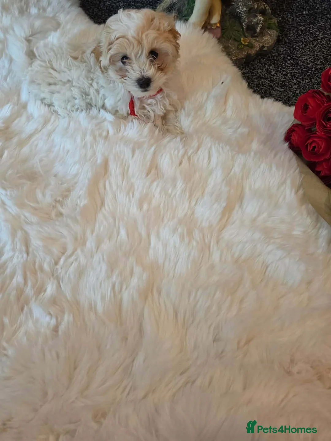 Bichon Frise dogs for sale: Male Bichon Frise 8 WEEKS OLD. Health and active  - Advert 2
