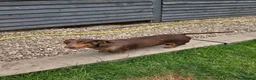 Miniature Dachshund dogs for sale: Kc registered min dachshunds bitches  - Advert 5