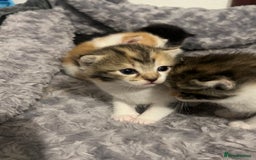 Mixed Breed cats for sale: 3 mixed breed kittens available - Image 26