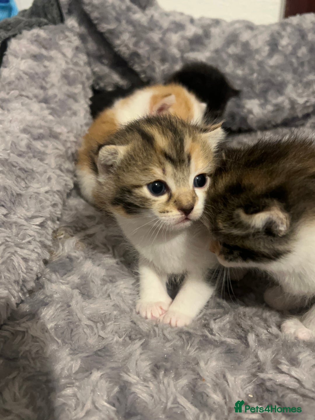 Mixed Breed cats for sale: 3 mixed breed kittens available - Image 26