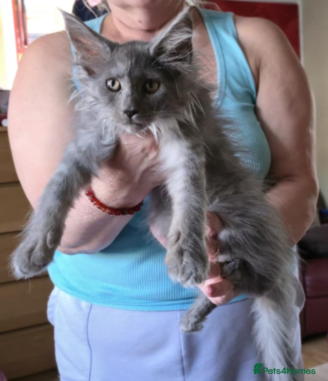 Maine Coon cats for sale: Maine Coon kittens registered with GCCF - Image 14