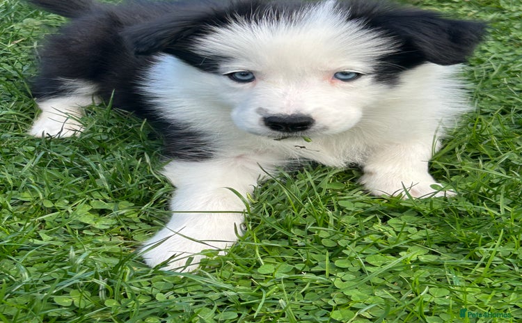 Border Collie dogs - Advert 1
