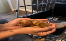 Cockapoo dogs for sale: Beautiful f1 cockapoo puppies  - Image 6