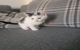 Mixed Breed cats for sale: Kittens for sale - Advert 3