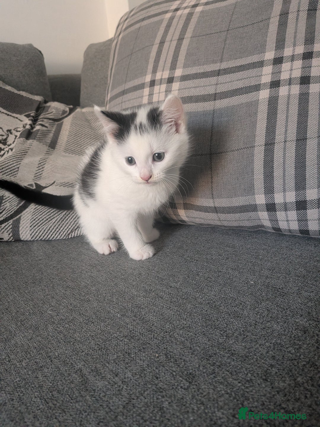 Mixed Breed cats for sale: Kittens for sale - Advert 3