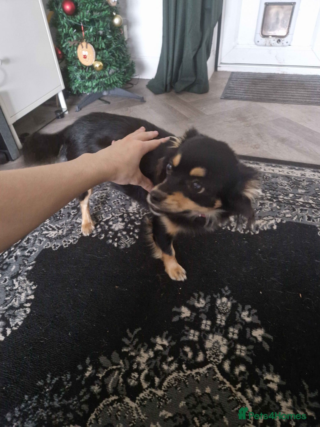 Pomchi dogs for sale: Friendly Small Dog for Sale - Image 3