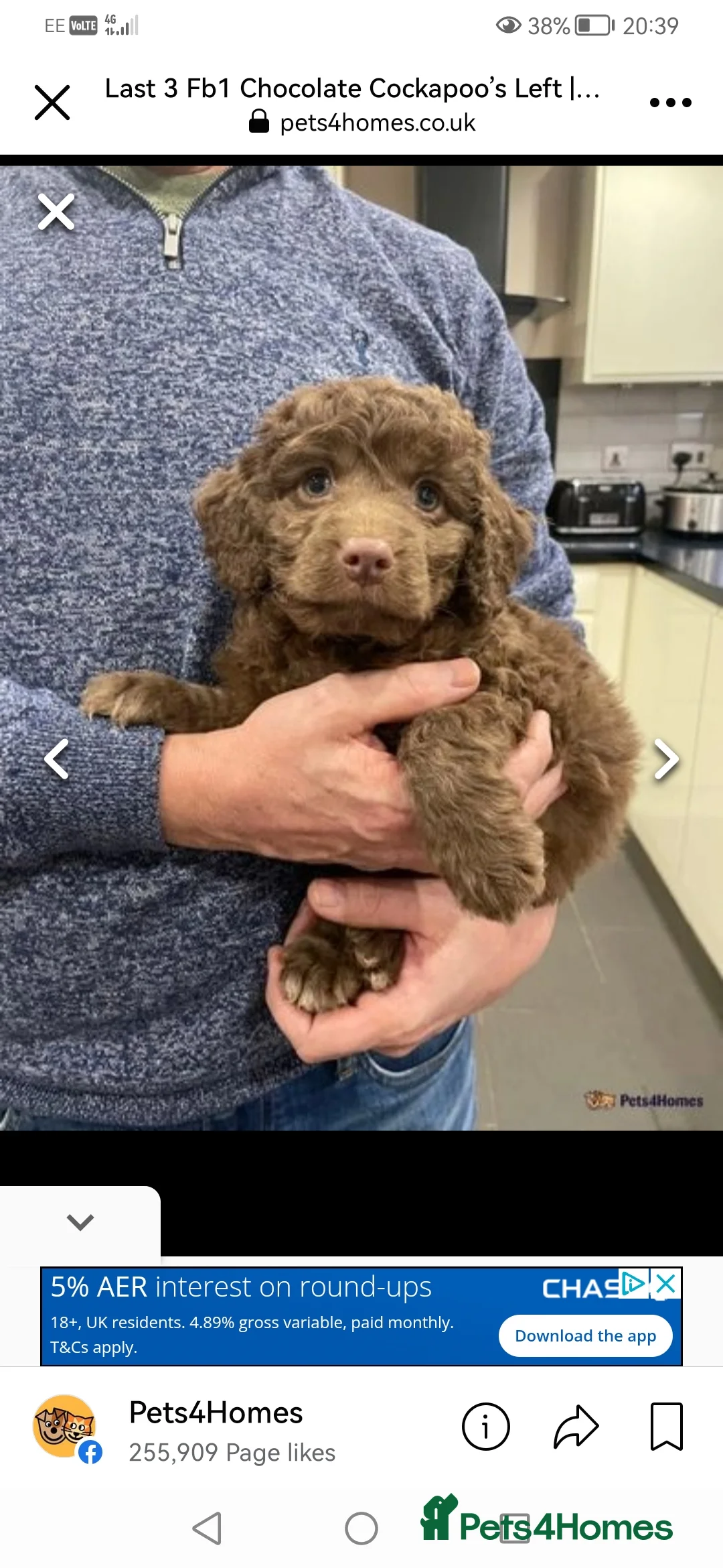 Miniature Poodle dogs for stud: *PROVEN* DNA Health Tested Chocolate Cockapoo STUD in Manchester - Advert 16