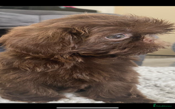 Shih Tzu dogs for sale: Shih tzu furbabies  - Image 10