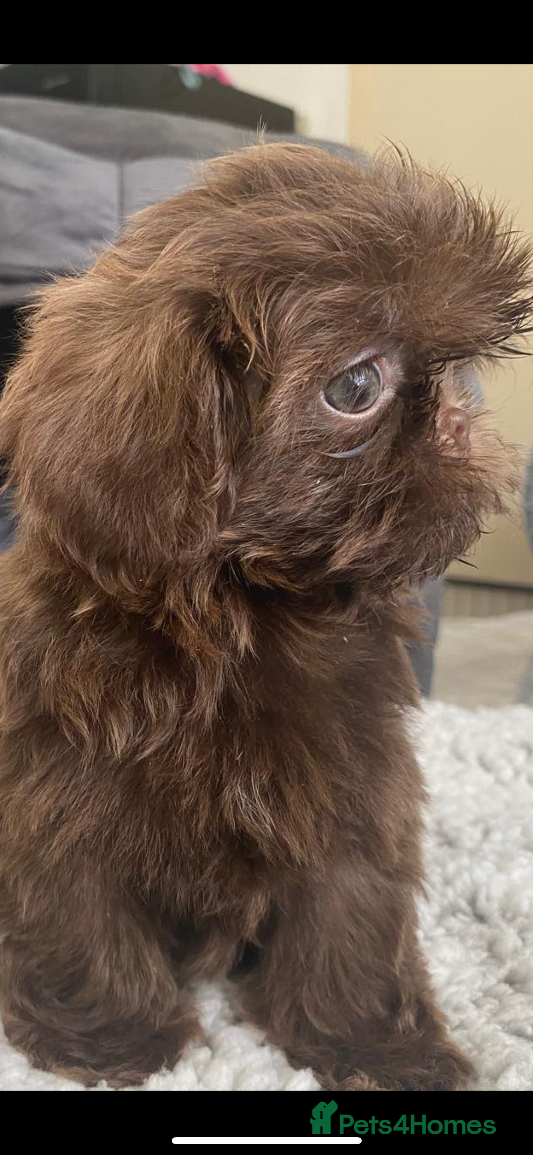 Shih Tzu dogs for sale: Shih tzu furbabies  - Image 10