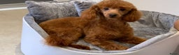 Cavapoo dogs for sale: For sale  - Advert 12