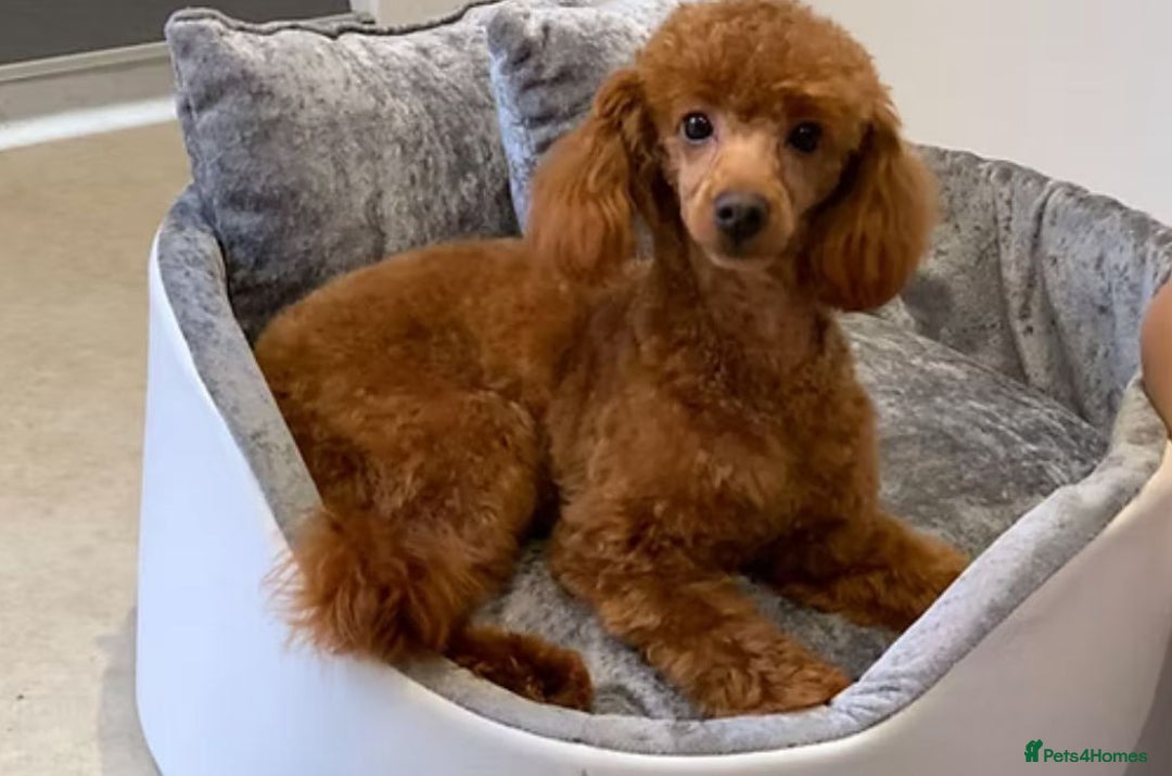 Cavapoo dogs for sale: For sale  - Advert 12