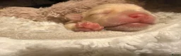 Jack Chi dogs for sale: Beautiful puppy’s  - Advert 5