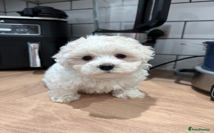 Maltipoo dogs - Advert 4