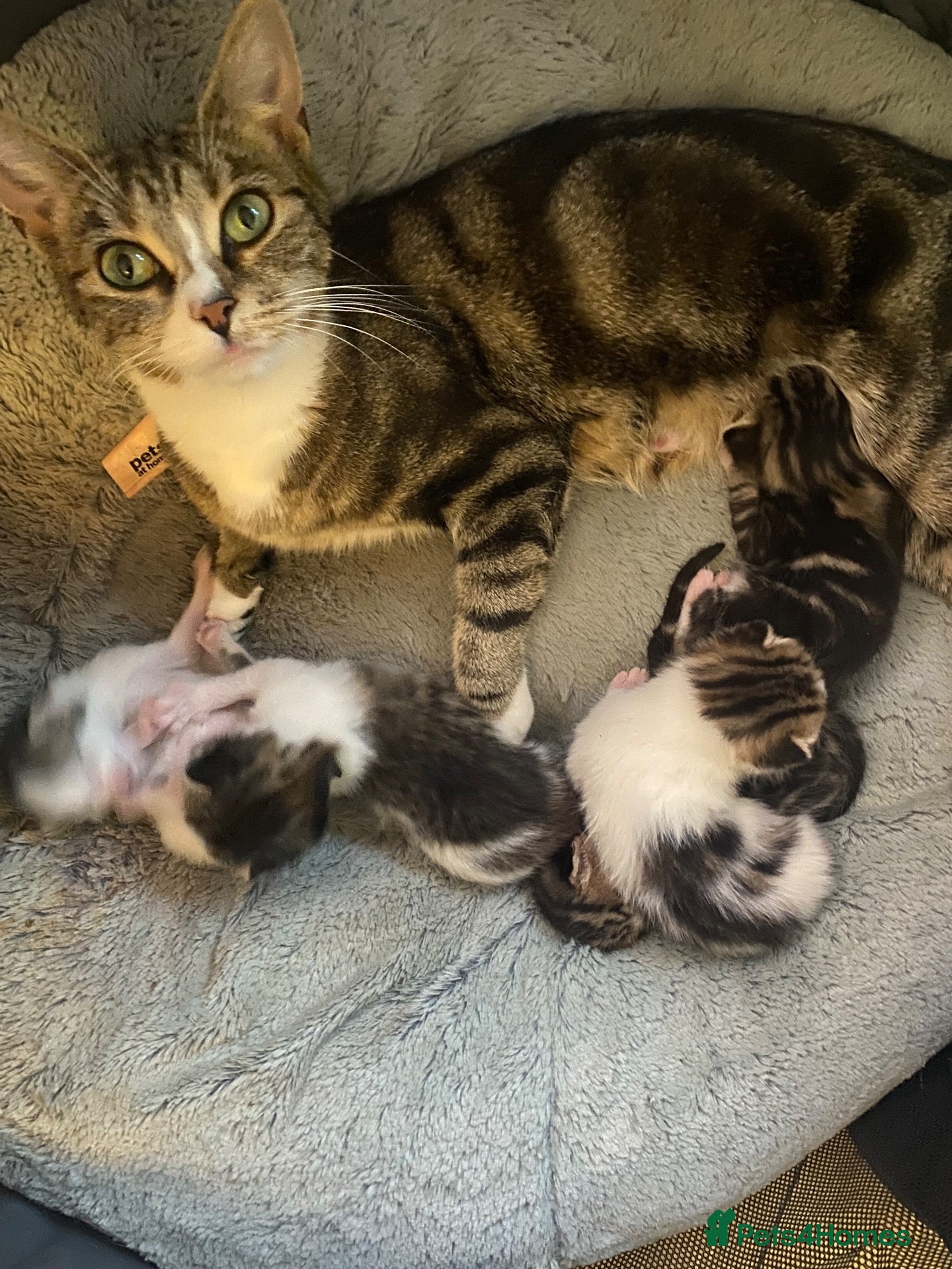 Bengal cats Bengal mix kittens for sale 2 female  - Advert 1