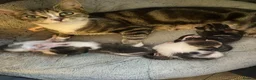 Bengal cats for sale: Bengal mix kittens for sale 2 female  - Advert 1