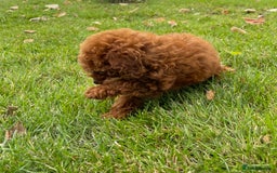 Toy Poodle dogs for sale: Poodle Toy Puppy calm, gentle, with full doc. - Image 21