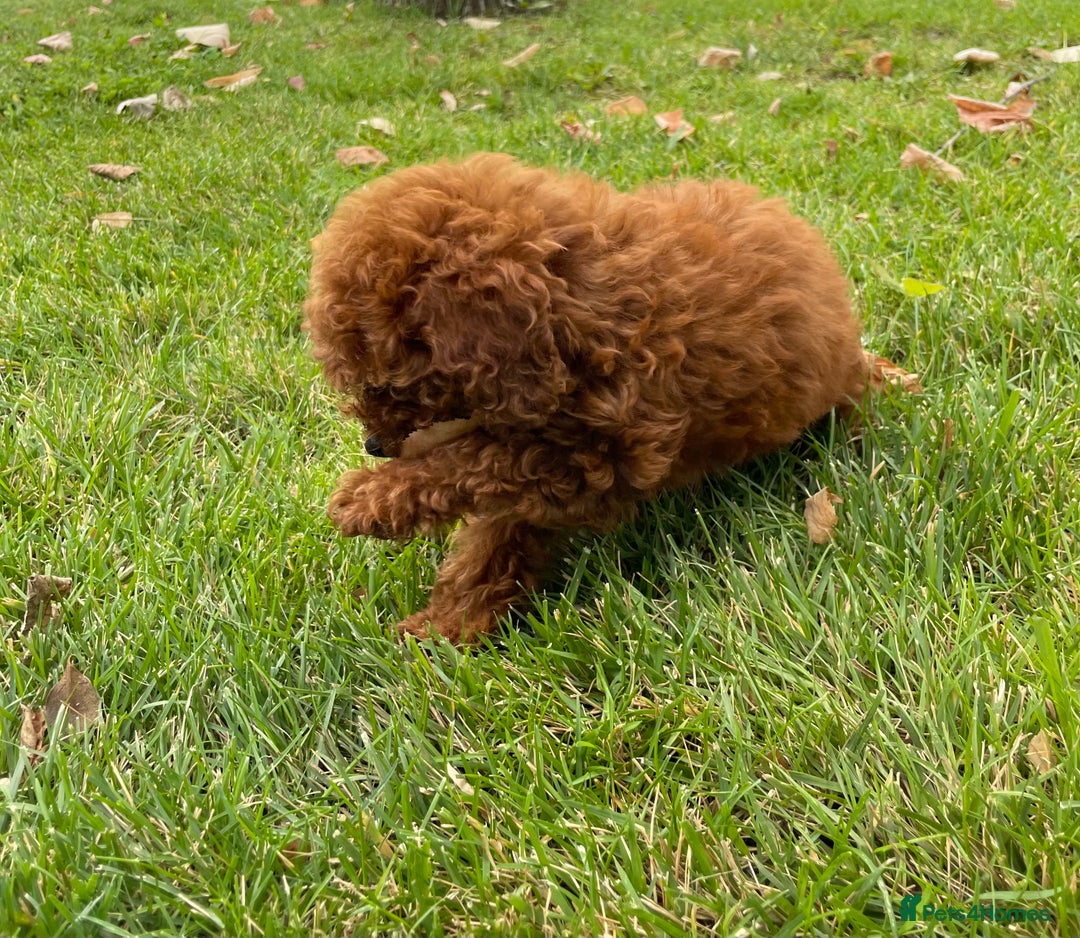 Toy Poodle dogs for sale: Poodle Toy Puppy calm, gentle, with full doc. - Image 21