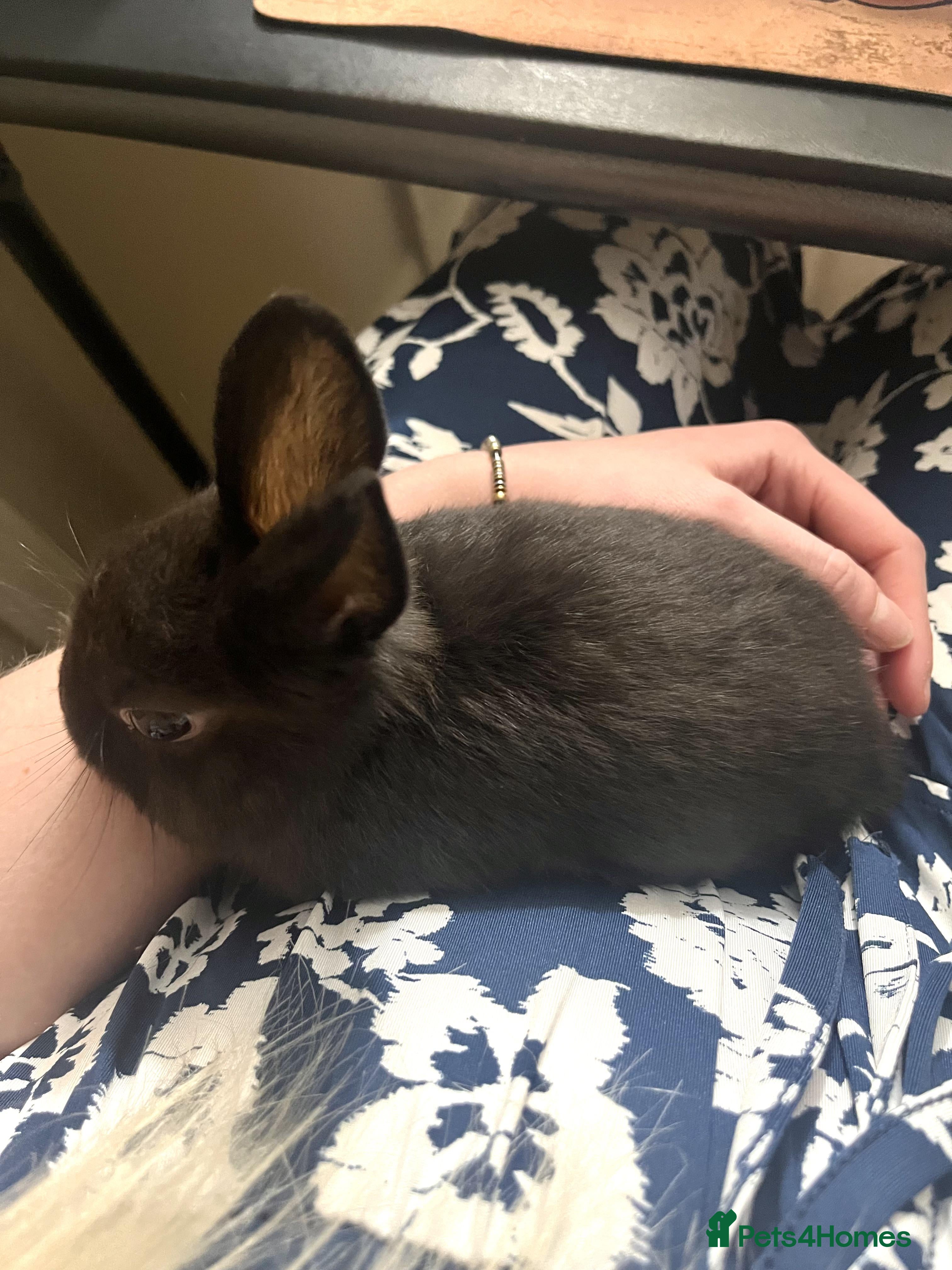 Mixed Breed rabbits Havana baby rabbits  - Advert 24