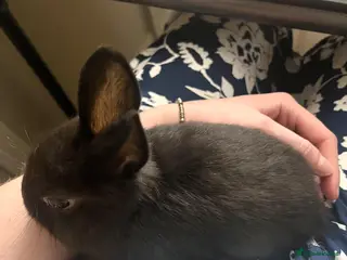 Mixed Breed rabbits Havana baby rabbits - Advert 24