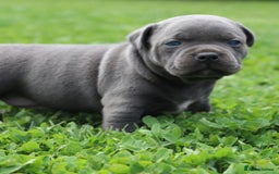 Staffordshire Bull Terrier dogs for sale: cute chunky staffies for all and🐶 - Image 3