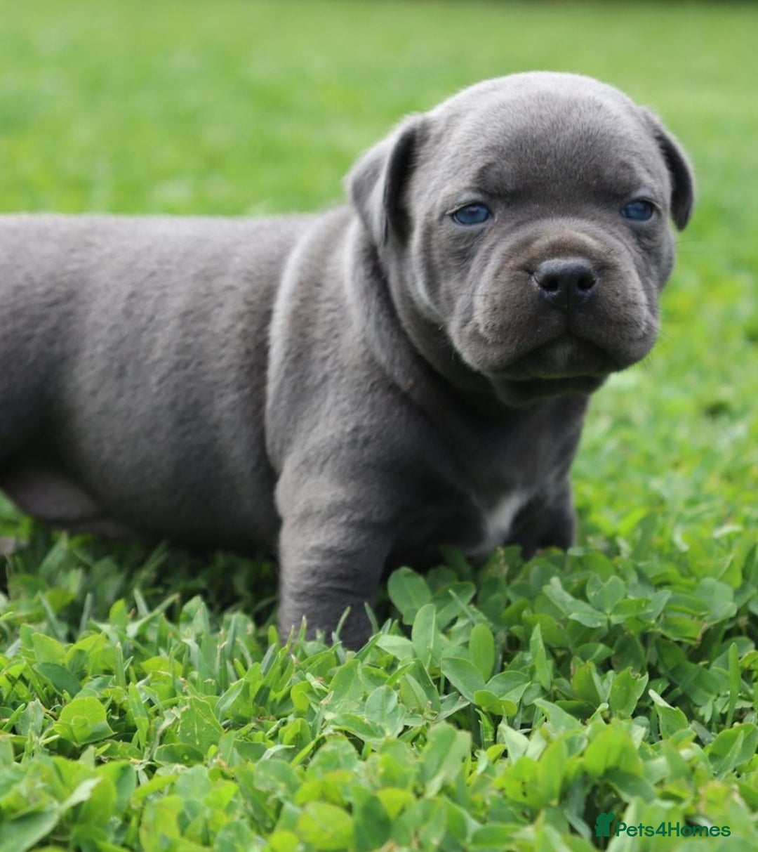 Staffordshire Bull Terrier dogs for sale: cute chunky staffies for all and🐶 - Image 3