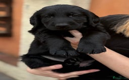 Flat coated Retriever dogs for sale: KC Registered puppies from outstanding parents. - Image 23