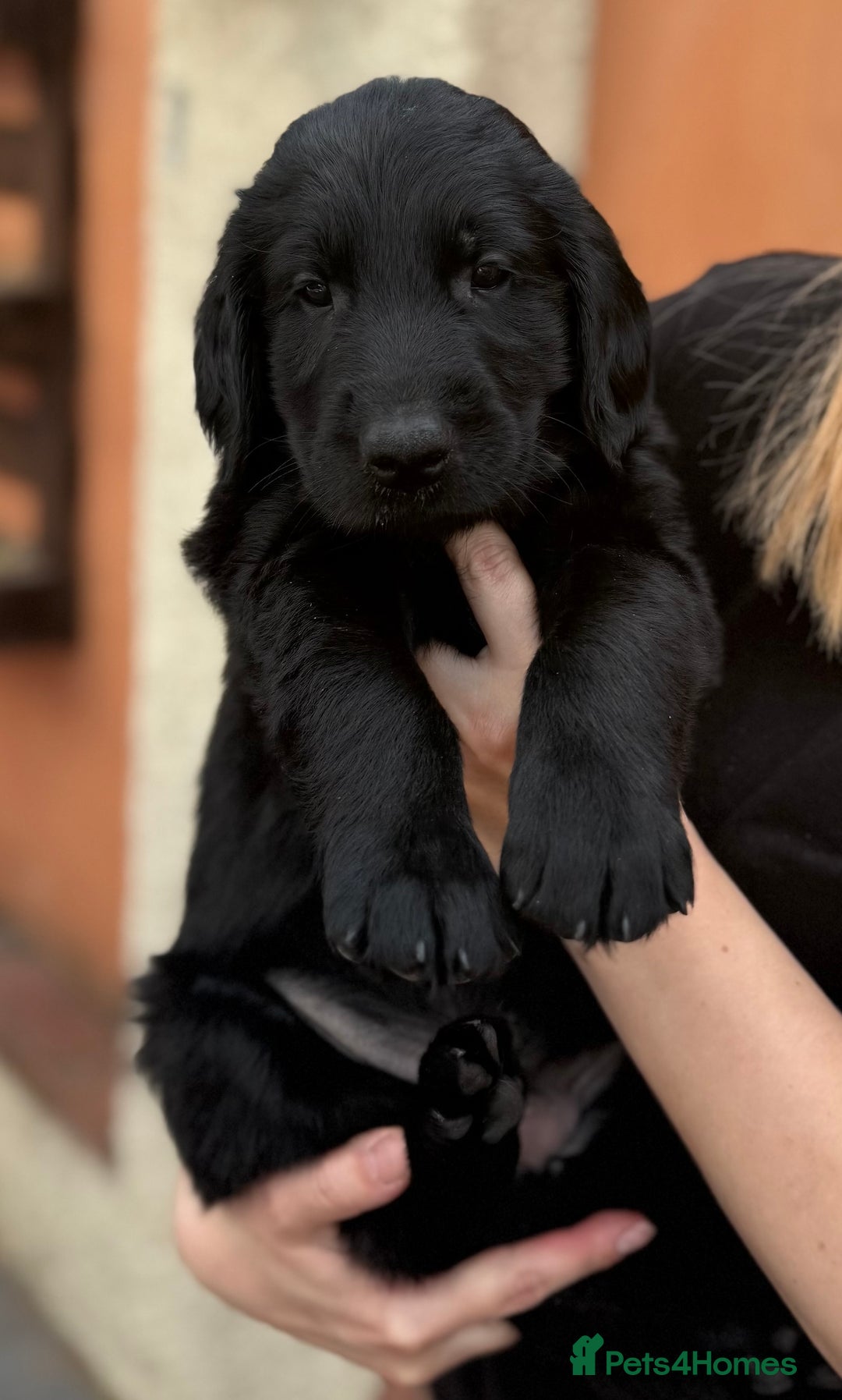 Flat coated Retriever dogs for sale: KC Registered puppies from outstanding parents. - Image 23