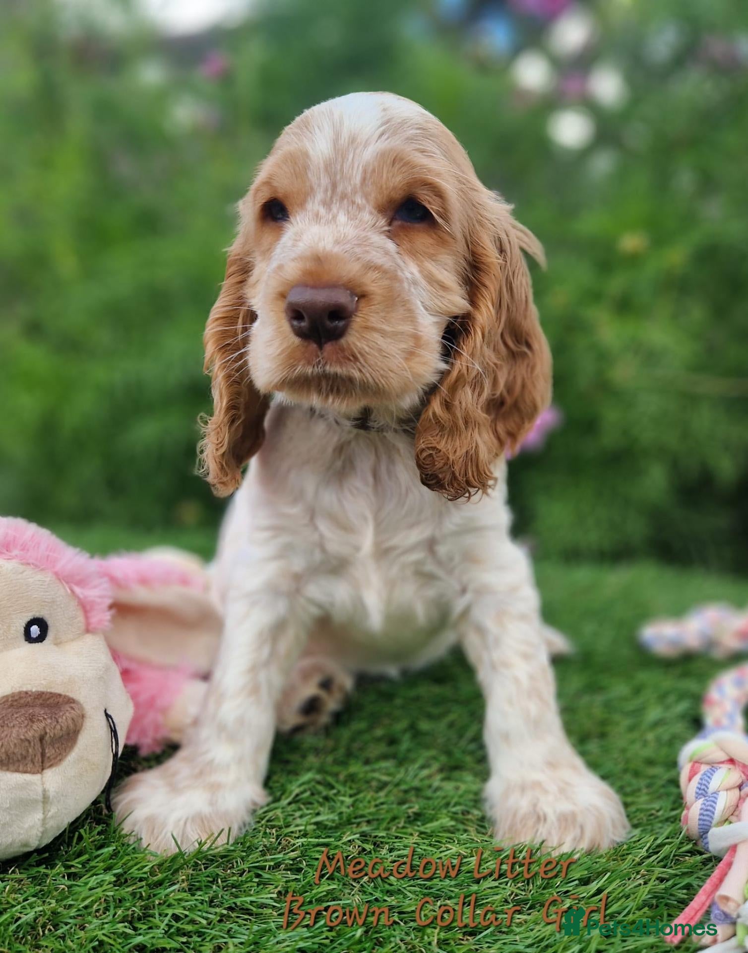 Cocker Spaniel dogs Pedigree Cocker Spaniel Puppies  - Advert 1