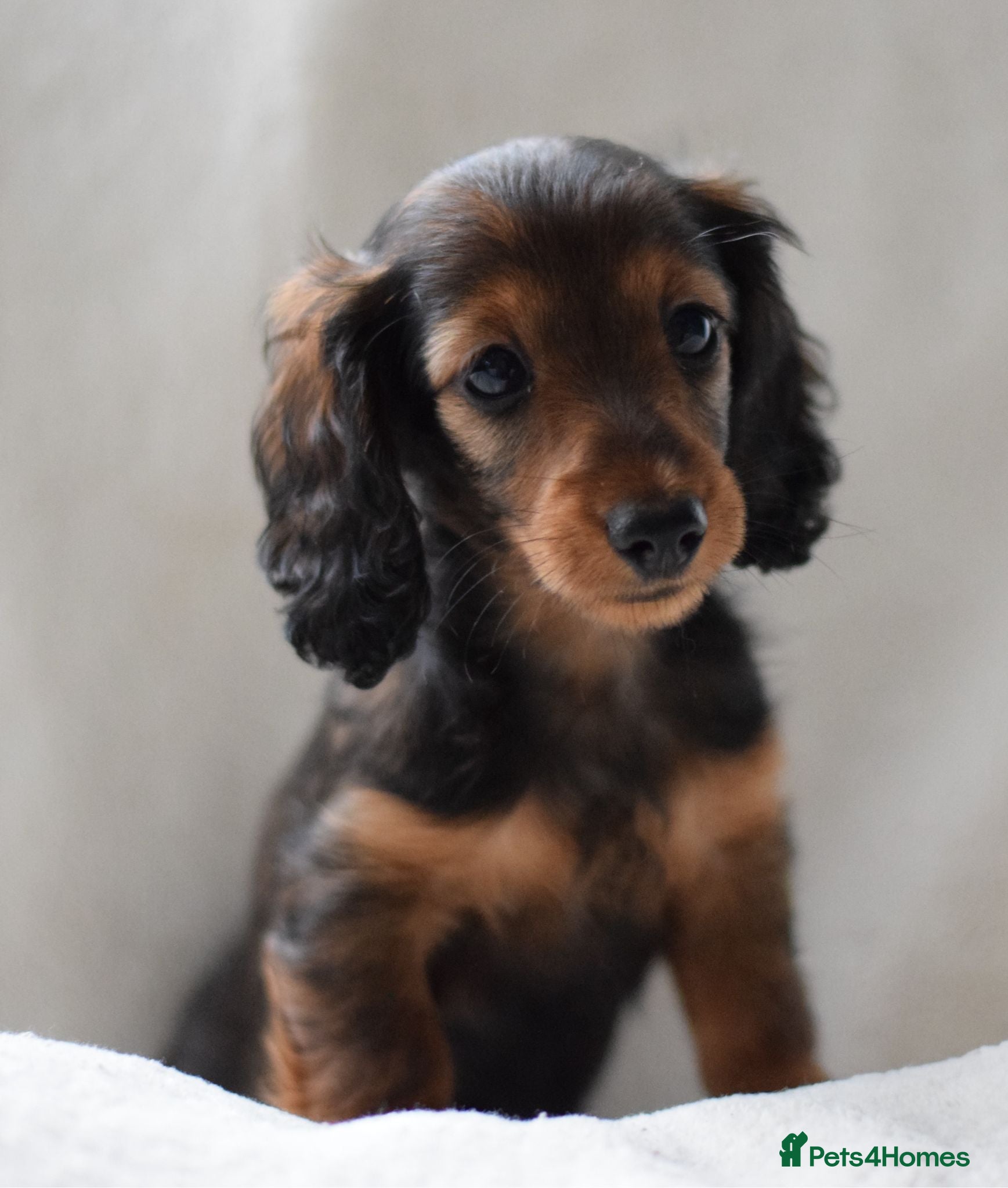 Miniature Dachshund dogs Longhaired Miniature Dachshund - Advert 1