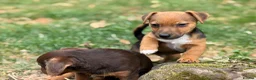 Jack Russell dogs for sale: Three gorgeous jack russell pups  - Advert 10