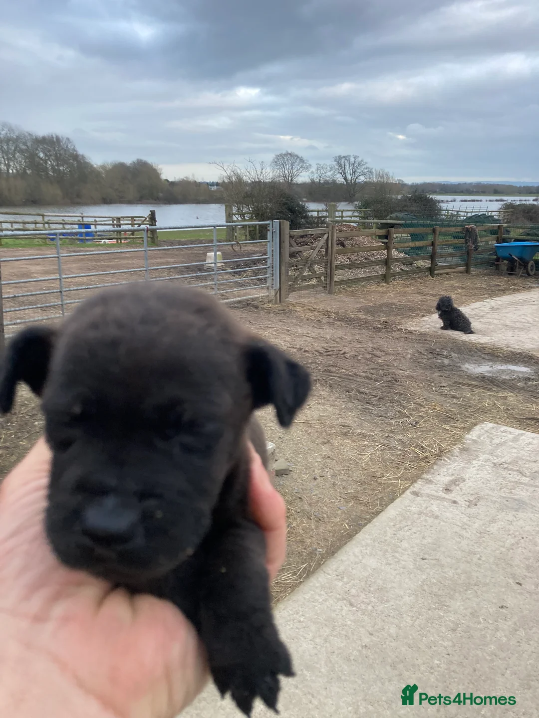 Patterdale Terrier dogs for sale: 5 lovely Patterdale Puppies. - Advert 7
