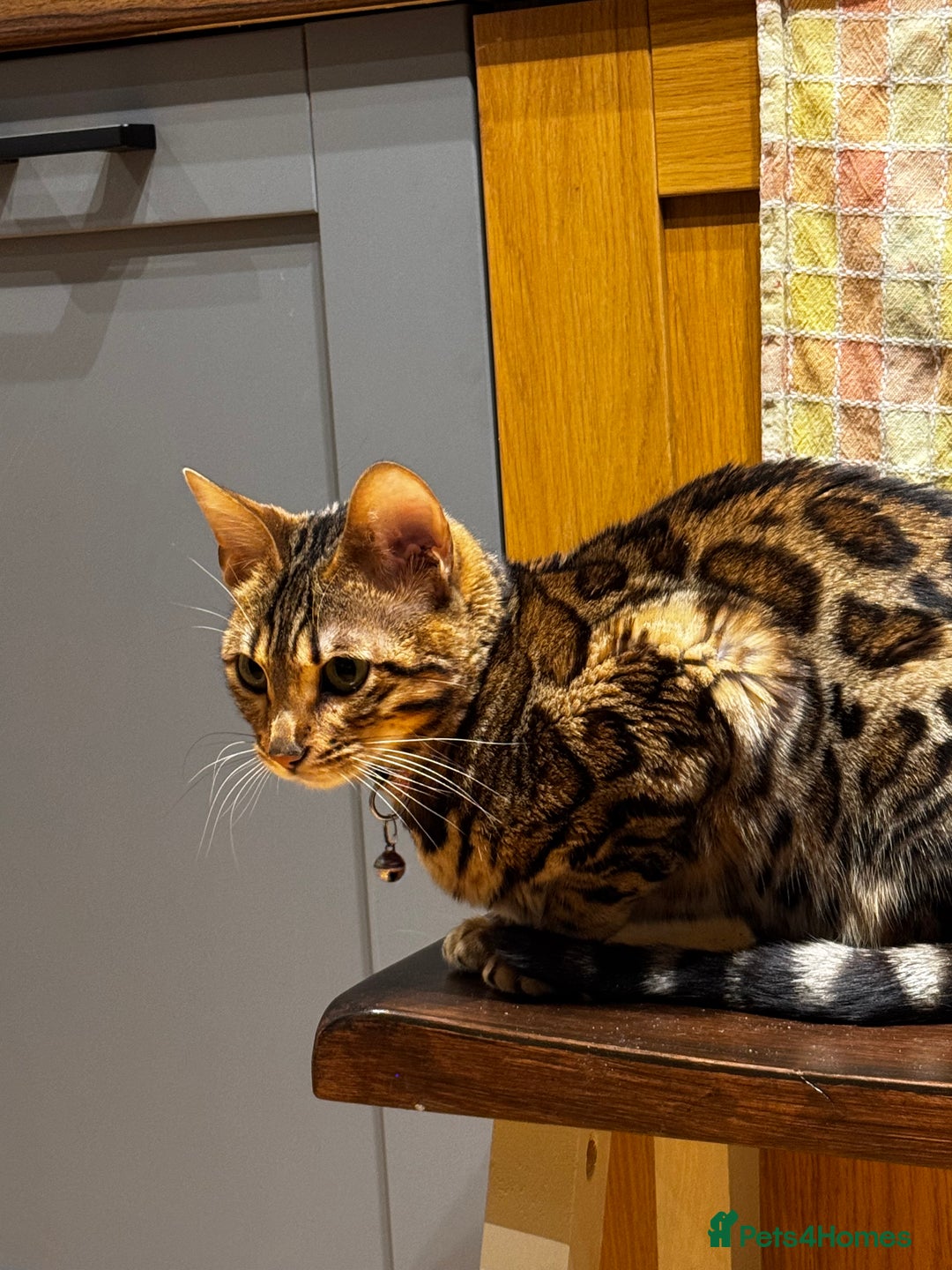 Bengal cats for sale: 1 year old female Bengal - Advert 1