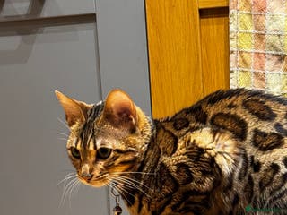 Bengal cats 1 year old female Bengal - Advert 1