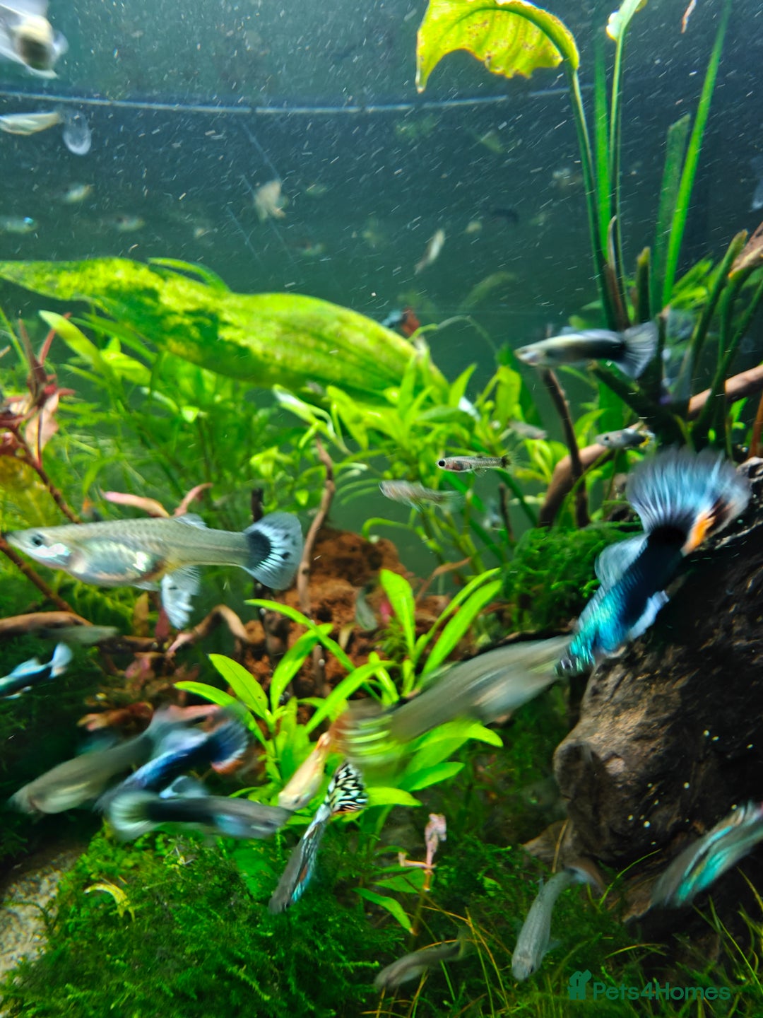 Live Bearers fish for sale: Colourful young Guppies (male and females) - Image 4