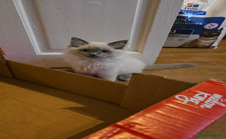 Ragdoll cats - Advert 9