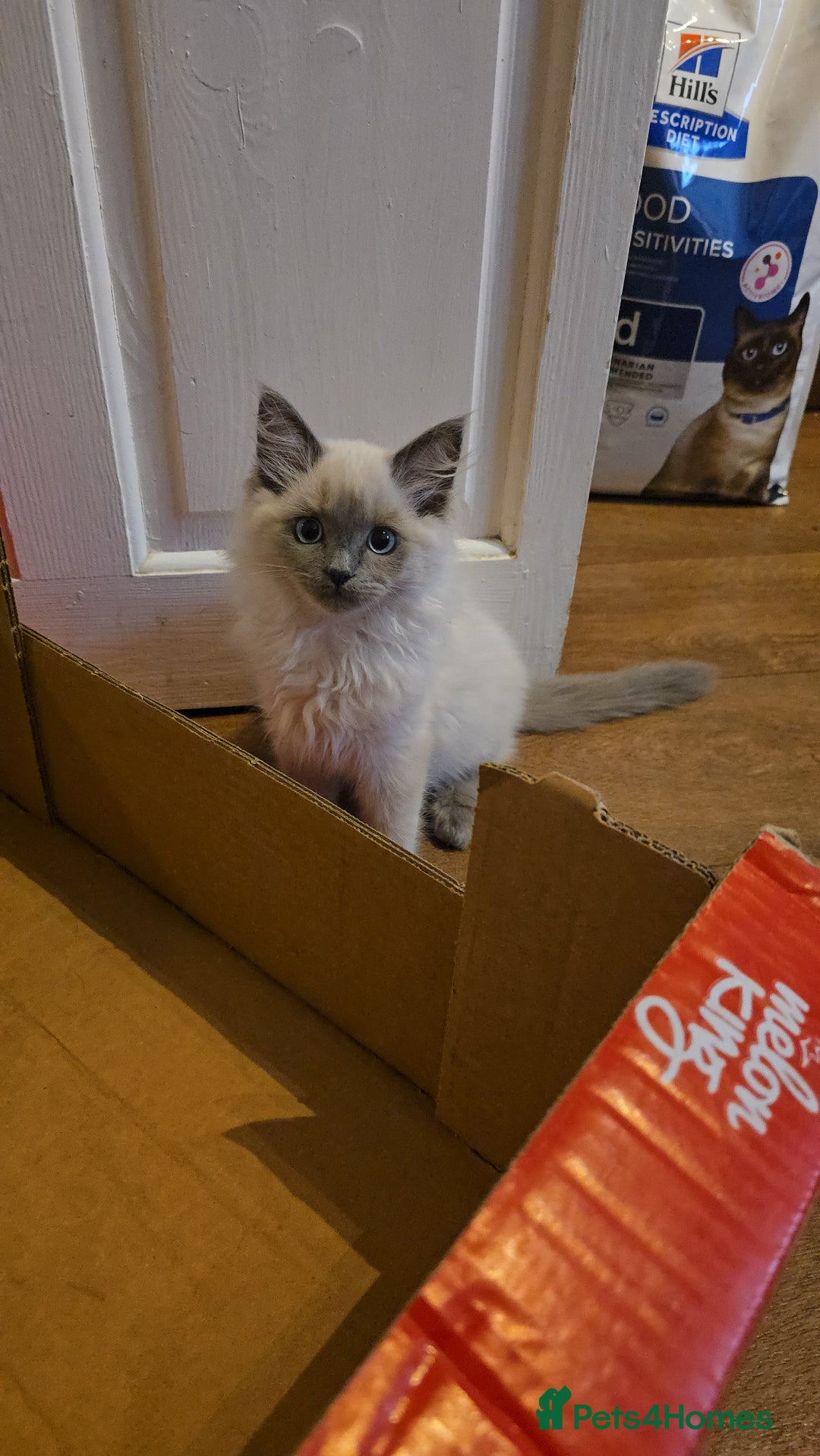 Ragdoll cats for sale: Last Ragdoll Kitten–Affectionate & Ready Now! ✨🐾 - Image 3