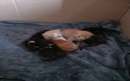 Mixed Breed cats for sale: Gorgeous Kittens - Image 3