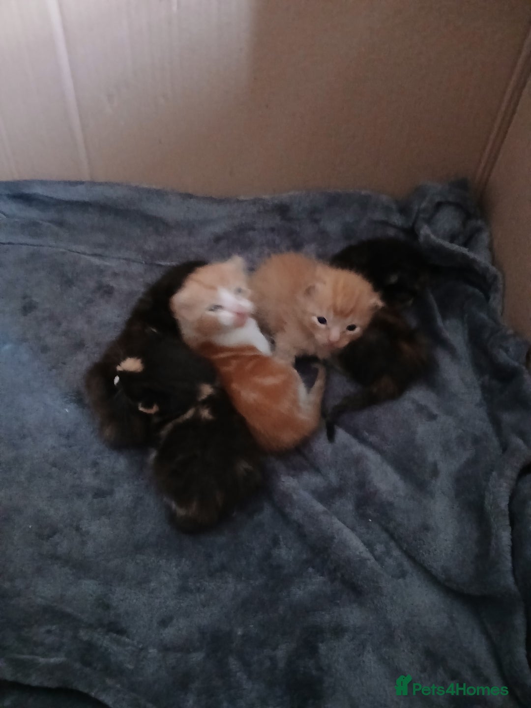 Mixed Breed cats for sale: Gorgeous Kittens - Image 3
